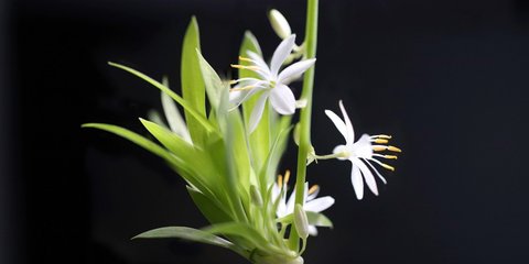 geigenfeige stamm kaufen Ficus lyrata verzweigt (Geigenfeige) kaufen main image 1