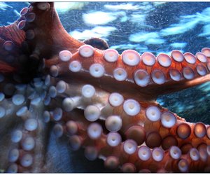 Oktopus oder Tintenfisch? Das ist der Unterschied
