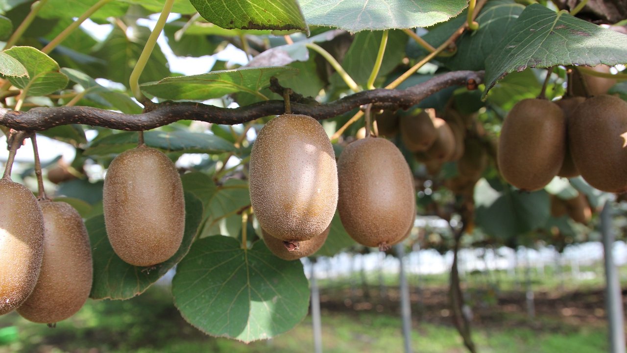 Reife Früchte an einer Kiwi-Pflanze.