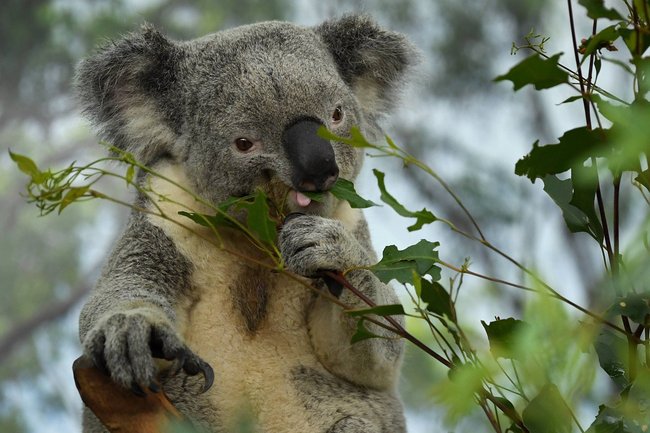 Koala&#x20;frisst&#x20;gen&#x00FC;sslich&#x20;Bl&#x00E4;tter