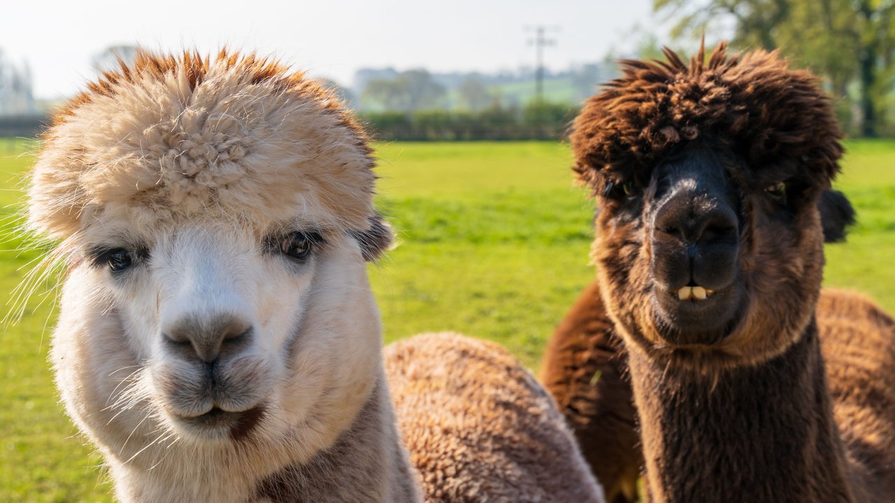 Zwei Alpakas schauen neugierig in die Kamera.