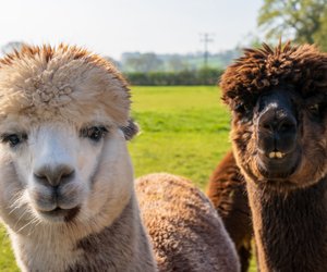 Dieses knifflige Quiz bstehen nur die größten Alpaka‑Fans