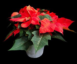 Ist Wolfsmilch giftig? Alles Wichtige dazu findest du hier