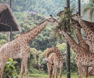 Was fressen Giraffen? Davon ernähren sich die Langhälse