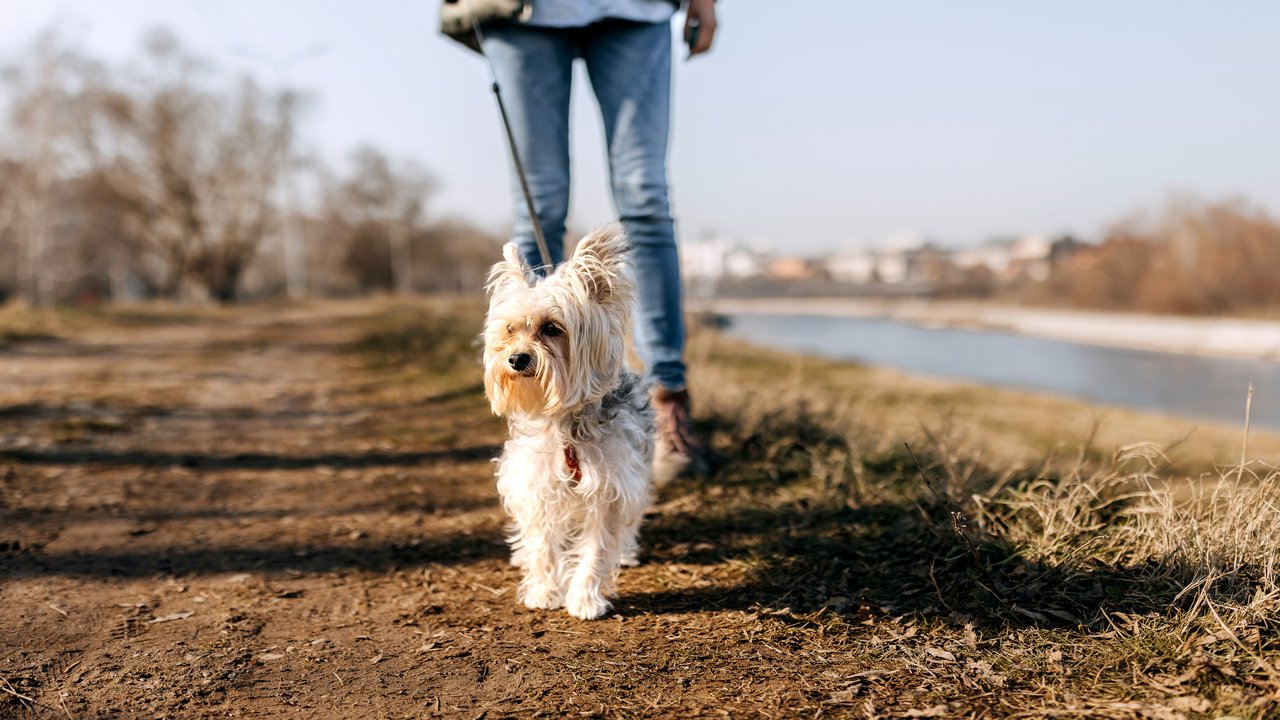 Dieses Jahr hält Tchibo wieder tolle Angebote für euch bereit – wie diese Hunde-Gassitasche.