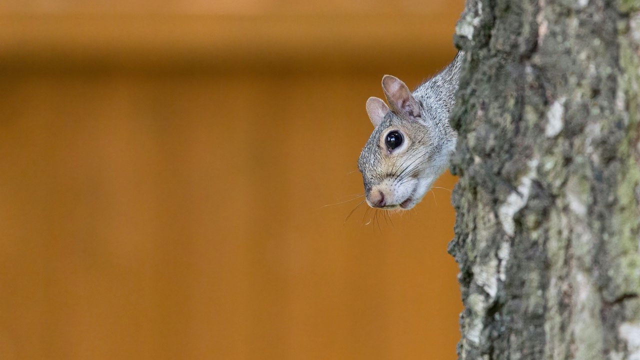Das afrikanische Borstenhörnchen heißt auf Latein Xerus.