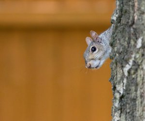 Gibt es Tiere mit dem Buchstaben „X“?