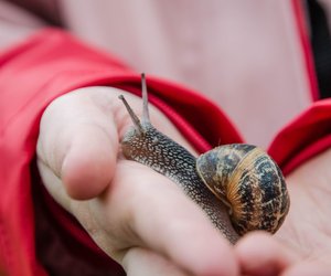Schnecken mit Haus: Wie bauen es die kleinen Tiere?