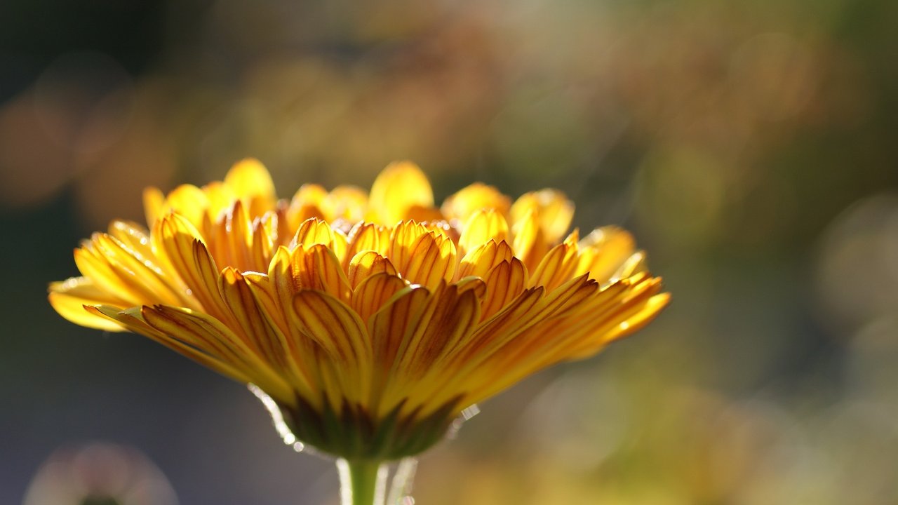 Ringelblumen sind in Gärten sehr beliebt.