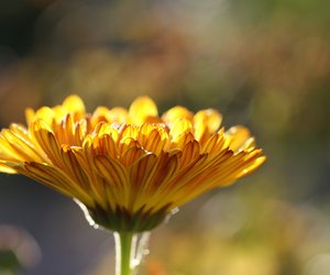 Ist die Ringelblume giftig? Das musst du beachten