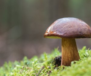 Pilze säubern: Jeder Pilz-Fan schwört auf diesen Geheimtrick