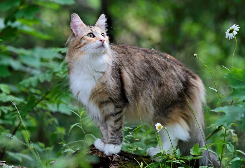 norwegische Waldkatze