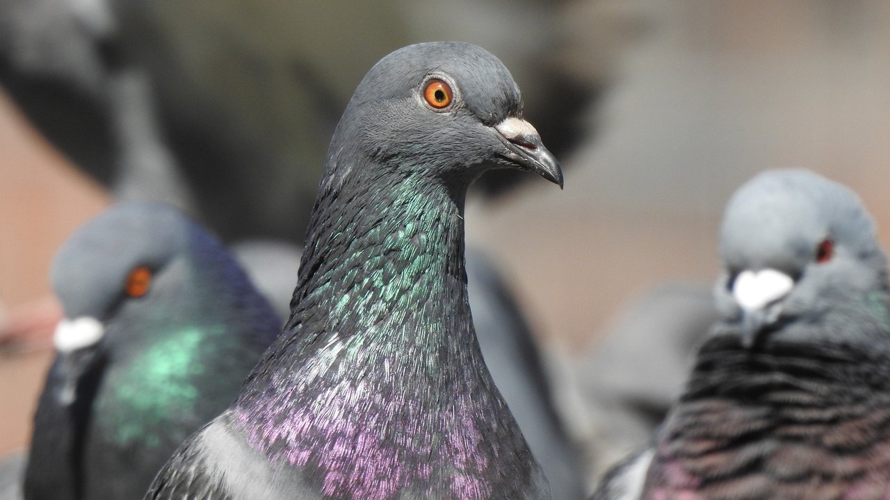 Vögel, zum Beispiel Tauben, sehen besser als Menschen.