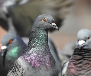 Faszinierende Tiere der Lüfte: Welche Farben sehen Vögel?