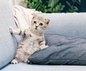 Können Katzen pupsen? So machen sich bei ihnen Blähungen bemerkbar