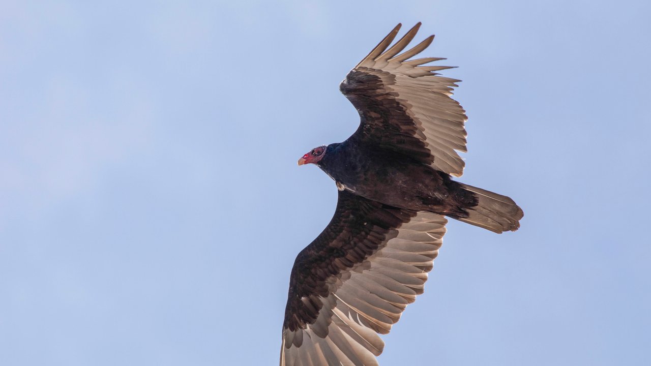 Der wohl bekannteste Vogel mit C ist der Condor.