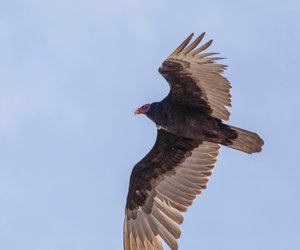 Vögel mit C: Diese Arten gibt es