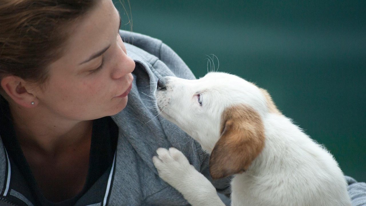 Vertraut dir dein Hund, sucht er deine Nähe und will kuscheln.