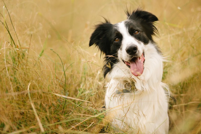 Border Collie