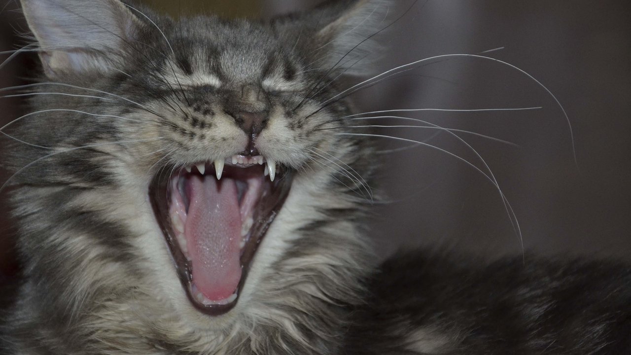 Alles in Ordnung. Diese Katze muss keine Angst vorm Zahnarzt haben. 