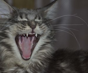 Katze Zähne putzen: Braucht die Samtpfote eine Zahnbürste? 