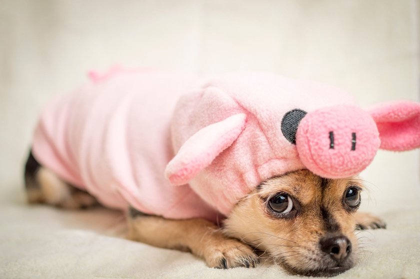 Süßer Hund in einem Schweinekostüm