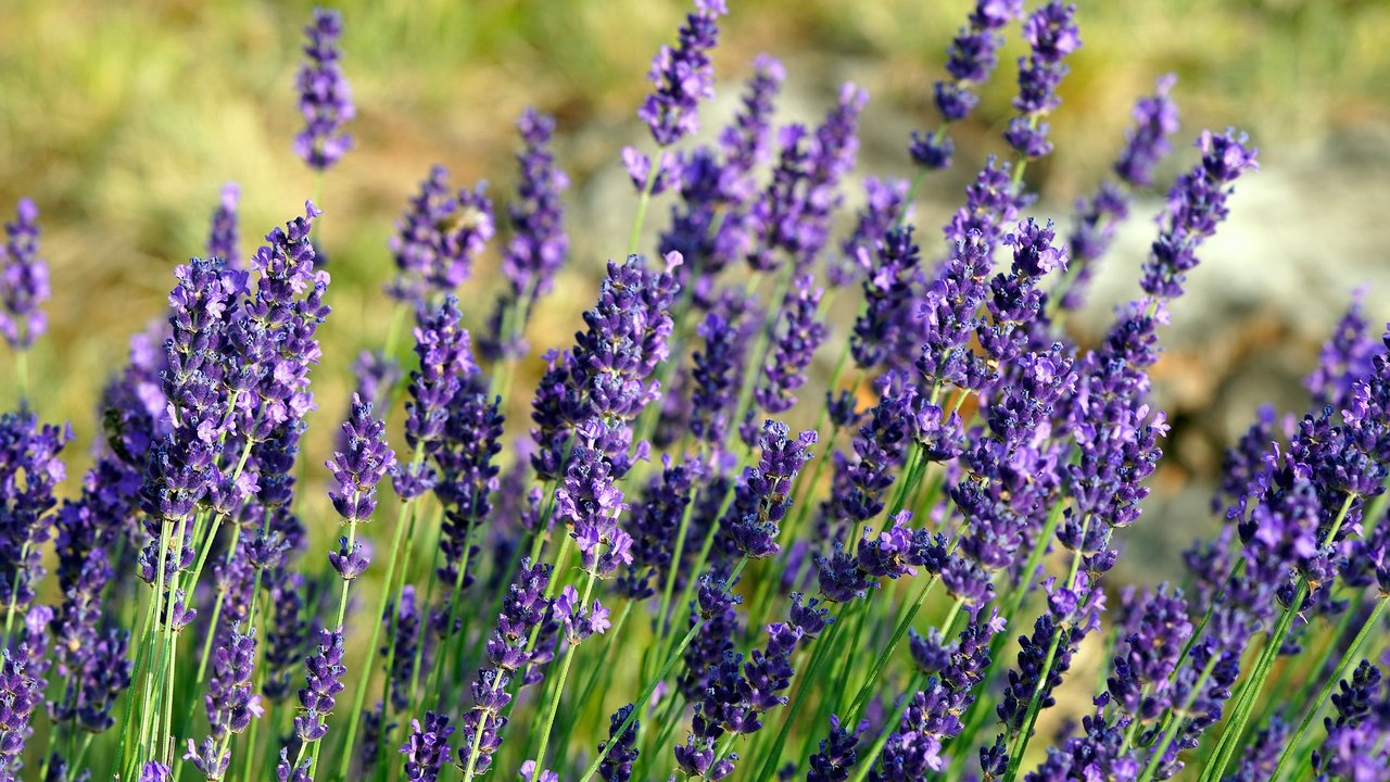 So farbenfrüh blüht Lavendel.