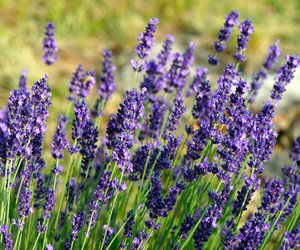 Ist Lavendel giftig für Menschen oder Tiere?