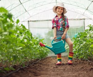 Wie oft muss ich Tomaten gießen? Tipps für gesunde Pflanzen