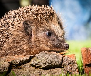 Igel-Quiz: Was weißt du alles über die stacheligen Tiere?