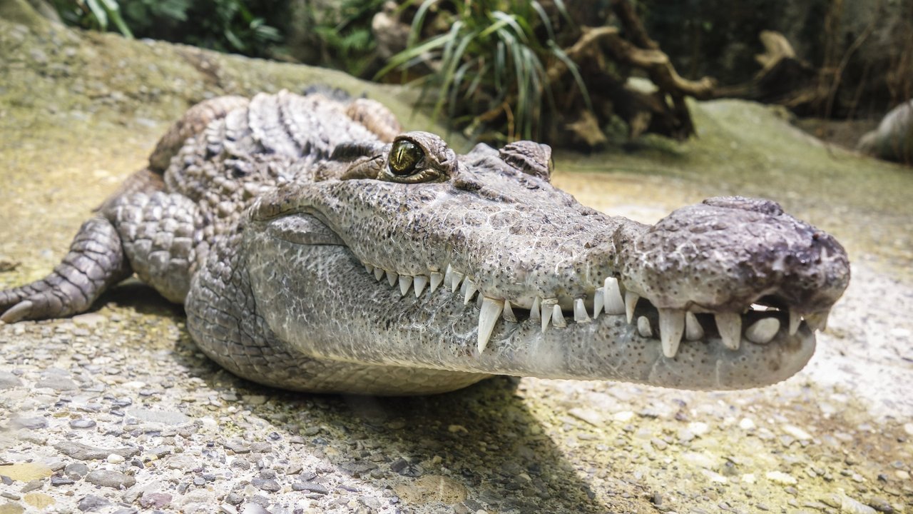 Krokodil lauert auf seine Beute.