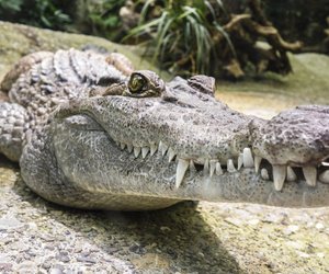 Krokodile: Diese Arten lassen sich unterscheiden