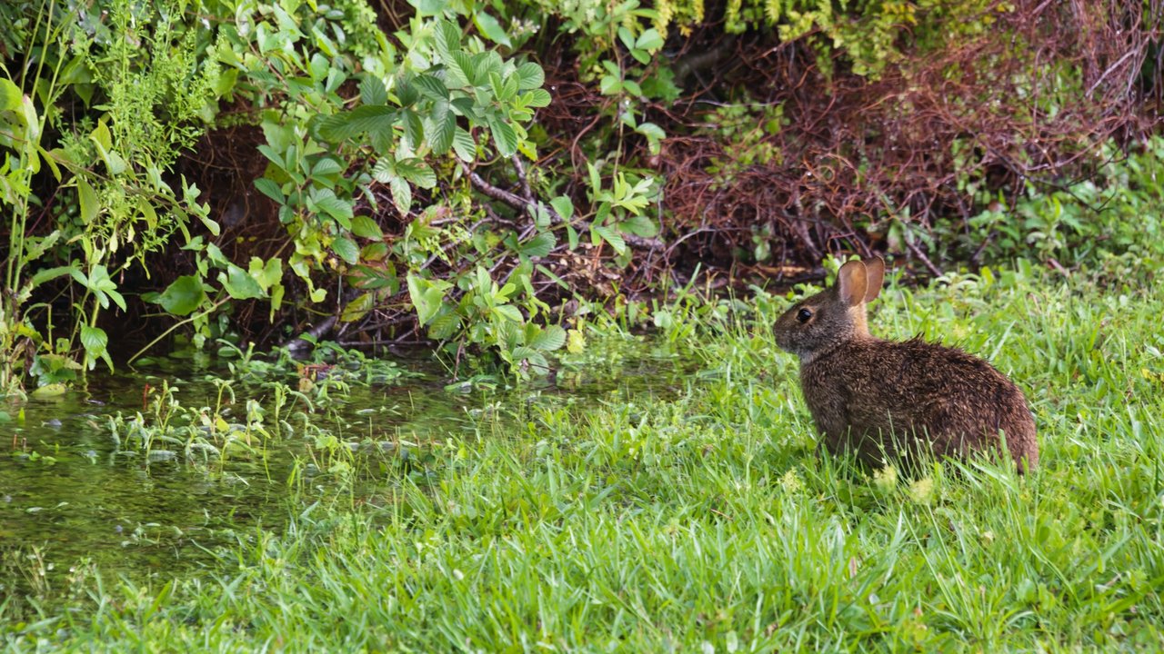 Wie reagieren Hasen auf direkten Körperkontakt mit Wasser?