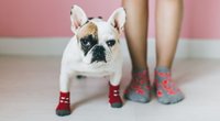 5 coole Hundesocken mit Wau-Effekt zum Schutz empfindlicher Hundepfoten