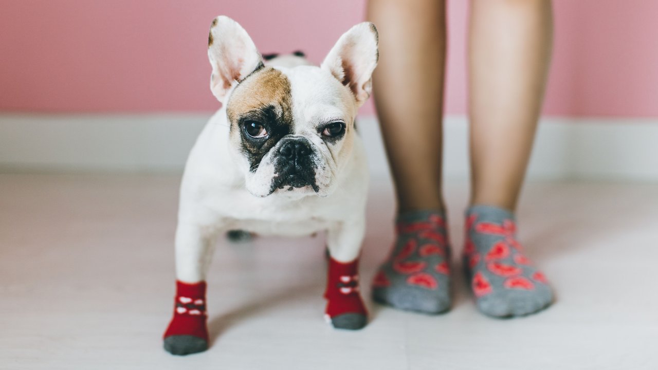 Hund und Frauchen tragen beide Socken