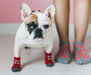 5 coole Hundesocken mit Wau-Effekt zum Schutz empfindlicher Hundepfoten