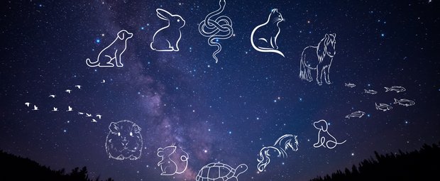 Welches Haustier passt zu deinem Sternzeichen? Finde es heraus ...
