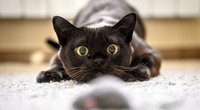 An diesen IKEA DIYs findet deine Katze mit Sicherheit Gefallen