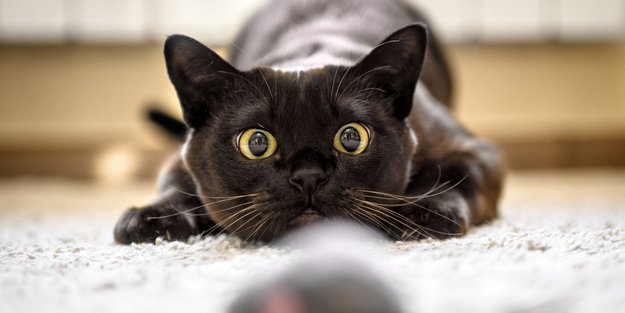 An diesen IKEA DIYs findet deine Katze mit Sicherheit Gefallen