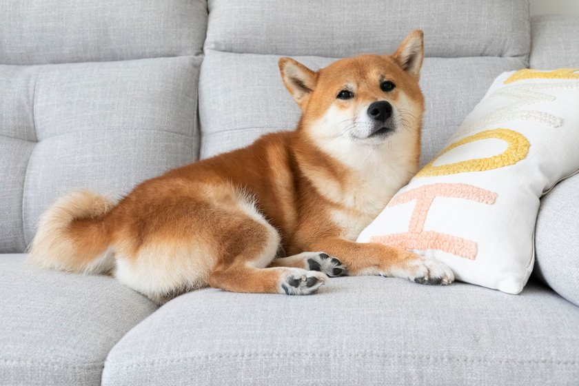 Shiba Inu