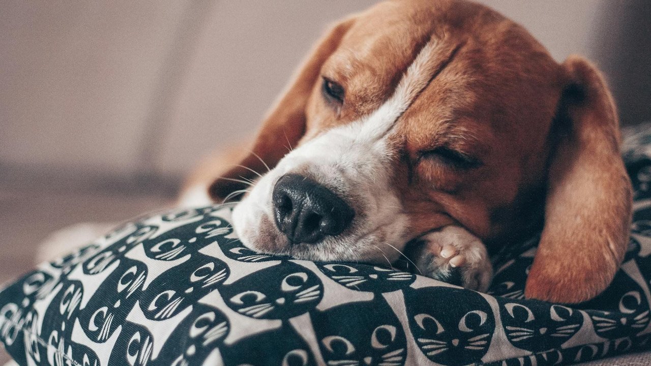 Manche&#x20;Hunde&#x20;lassen&#x20;beim&#x20;D&#x00F6;sen&#x20;ihre&#x20;Augen&#x20;einen&#x20;Spalt&#x20;offen.