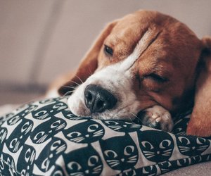 Warum schlafen Hunde mit offenen Augen? Überraschende Gründe