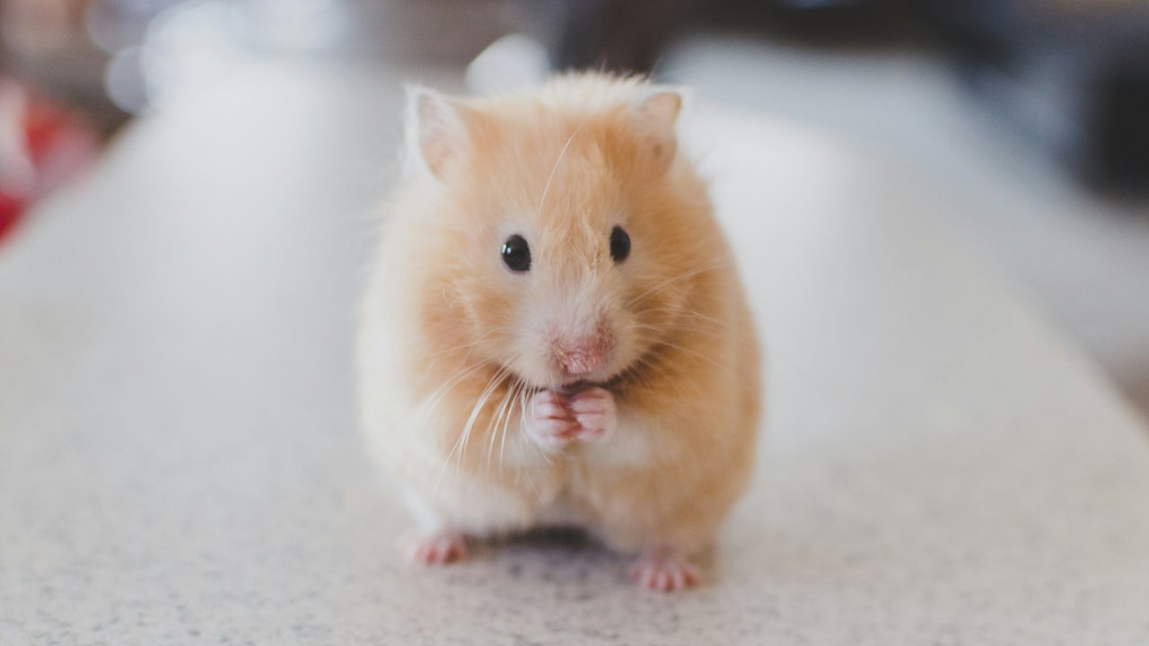 Hamster haben leider keine besonders hohe Lebenserwartung.