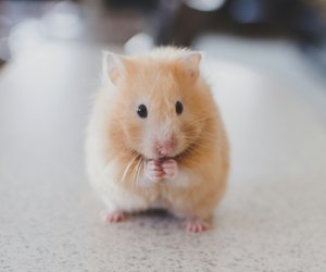Wie lange leben Hamster? Das ist ihre Lebenserwartung