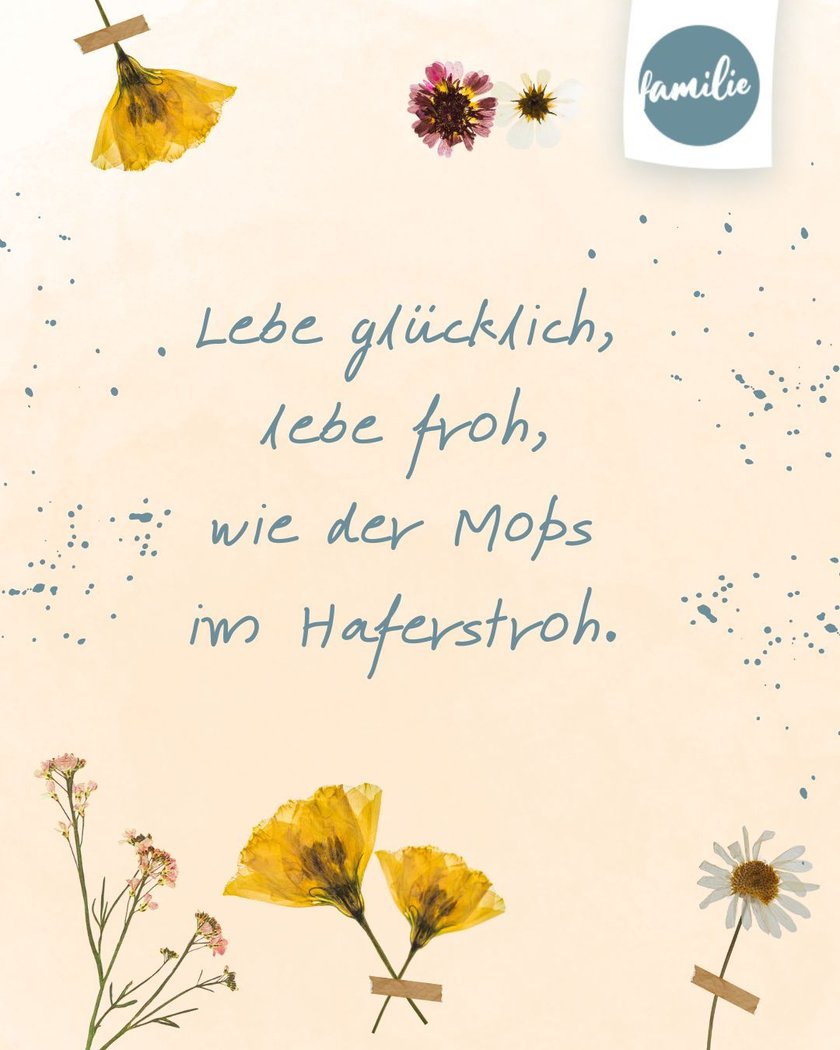 Poesiealbum-Sprüche: Mops