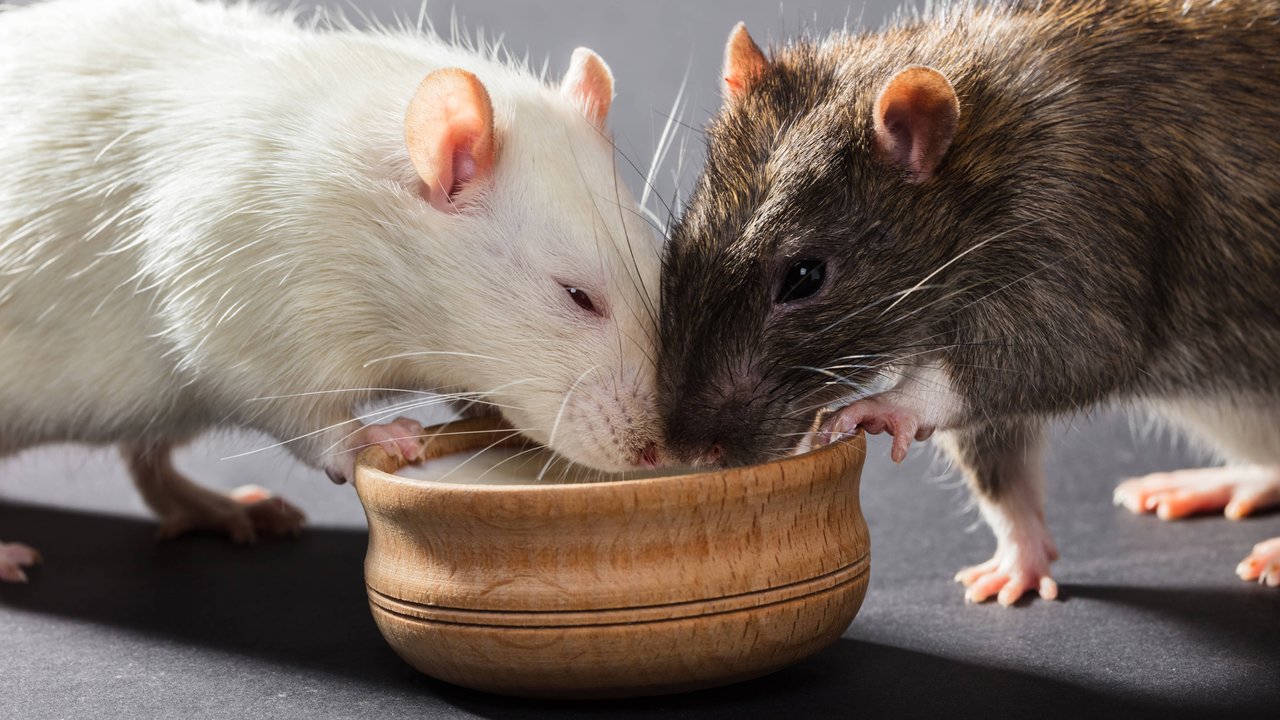 Erdbeeren sind bei Ratten ein sehr beliebter Snack. 