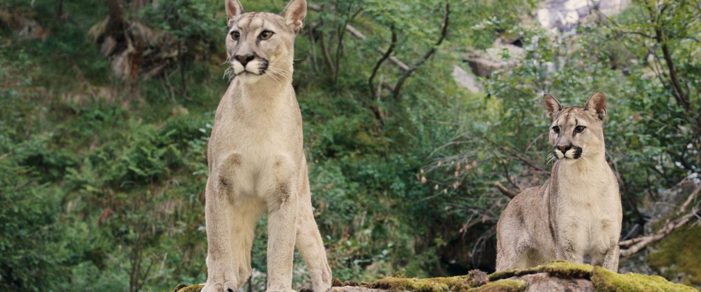 Woodwalkers: JAy/Carag ist ein seltener Puma-Wandler, aber er ist nicht der einzige.