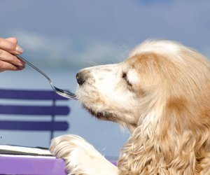 Dürfen Hunde Honig essen? Die Menge ist entscheidend