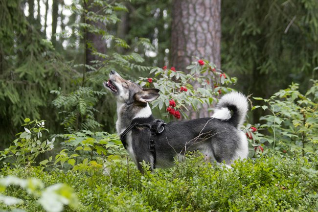 Hier sieht man den Jämthund in seiner bevorzugten Umgebung – dem Wald.