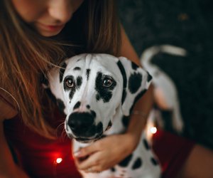 Für Hundefreunde: Wie hoch ist die Lebenserwartung der Dalmatiner?